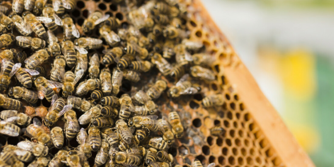 Secretaria inicia o Projeto Biodiversidade 2023 em Arujá