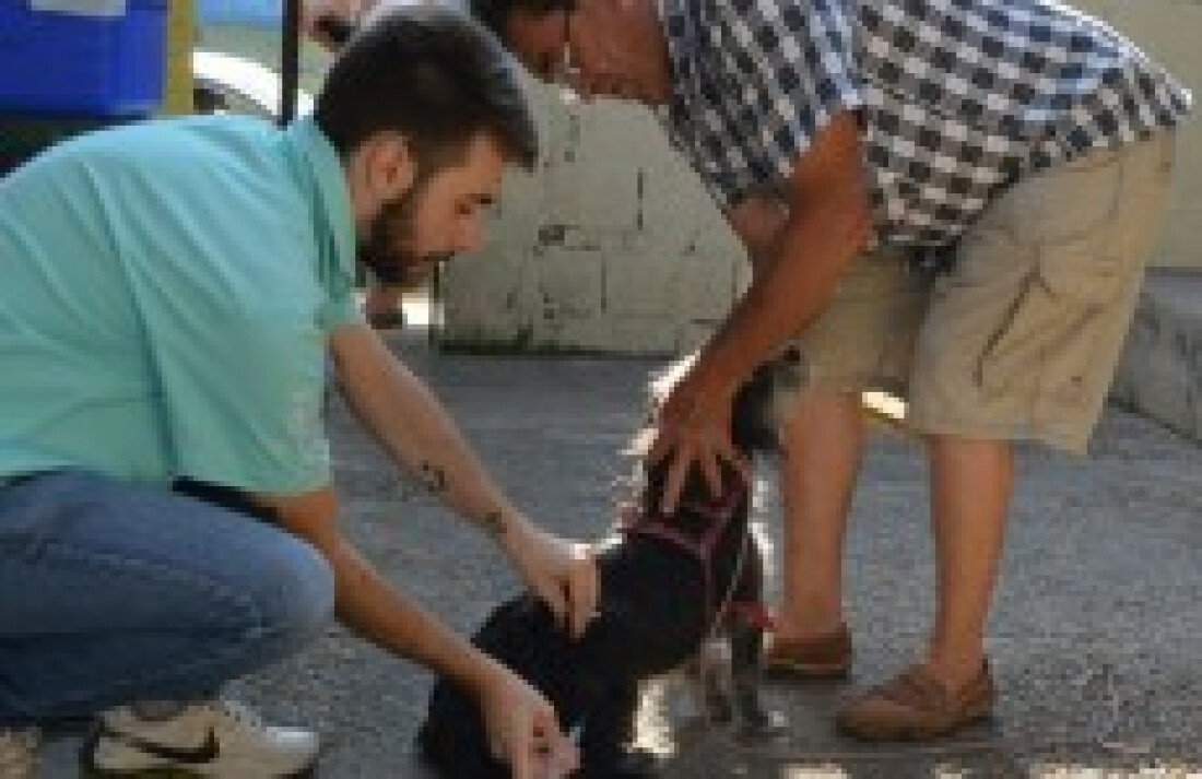 Mogi vacina quase cinco mil animais