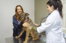 Zoonoses e Saúde realizam castração de cem animais