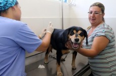 Vacinação já imunizou 18 mil animais