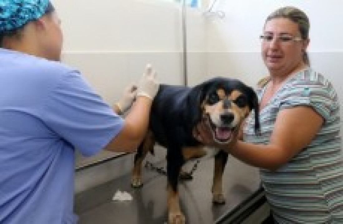 Vacinação já imunizou 18 mil animais