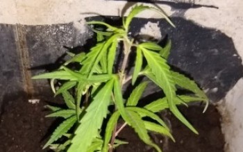 Homem cultivava maconha em casa