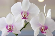 Programas com orquídeas e hortas têm inscrições abertas