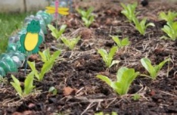 Orquídeas e hortas terão cursos especiais