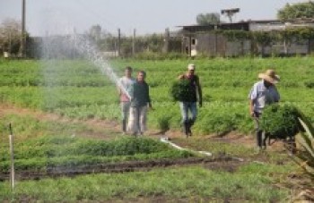Tecnologia chega de vez aos produtores do cinturão Verde