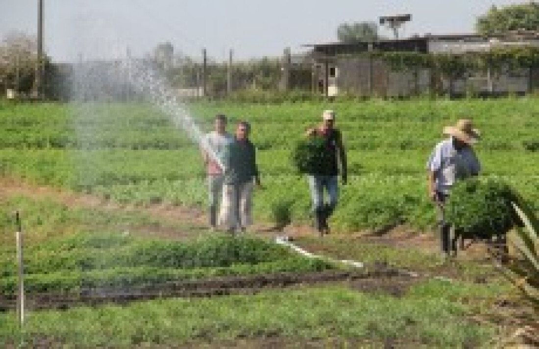 Tecnologia chega de vez aos produtores do cinturão Verde