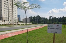 Mogilar recebe implantação de uma Floresta Urbana