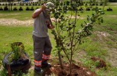 Secretaria faz trabalho de neutralização de carbono
