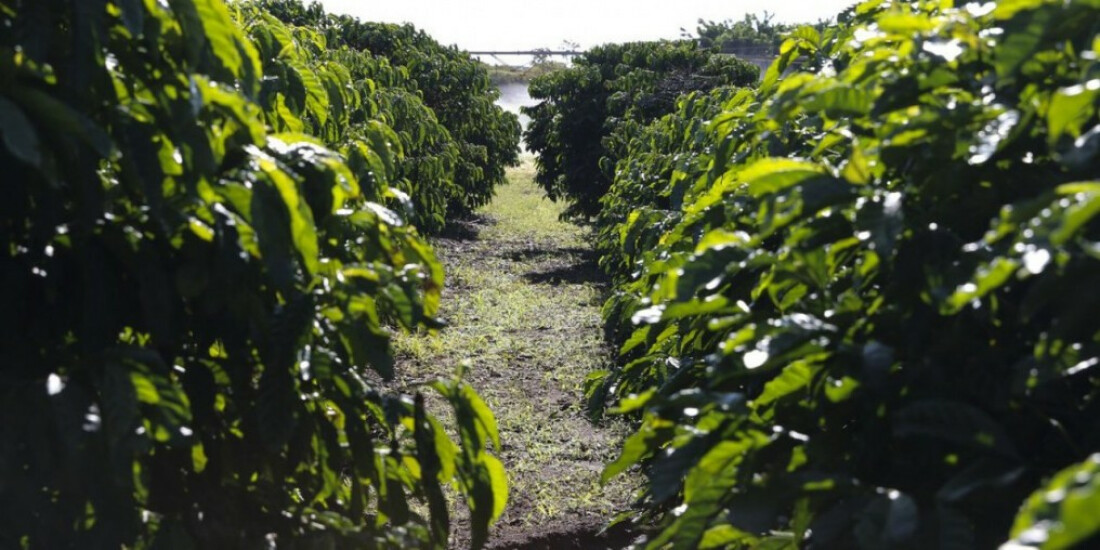 Conab diz que safra de café será de 54,94 milhões de sacas