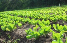 Chuvas fortes ameaçam agricultura