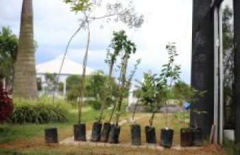 Viveiro doa mudas para Arborização Participativa