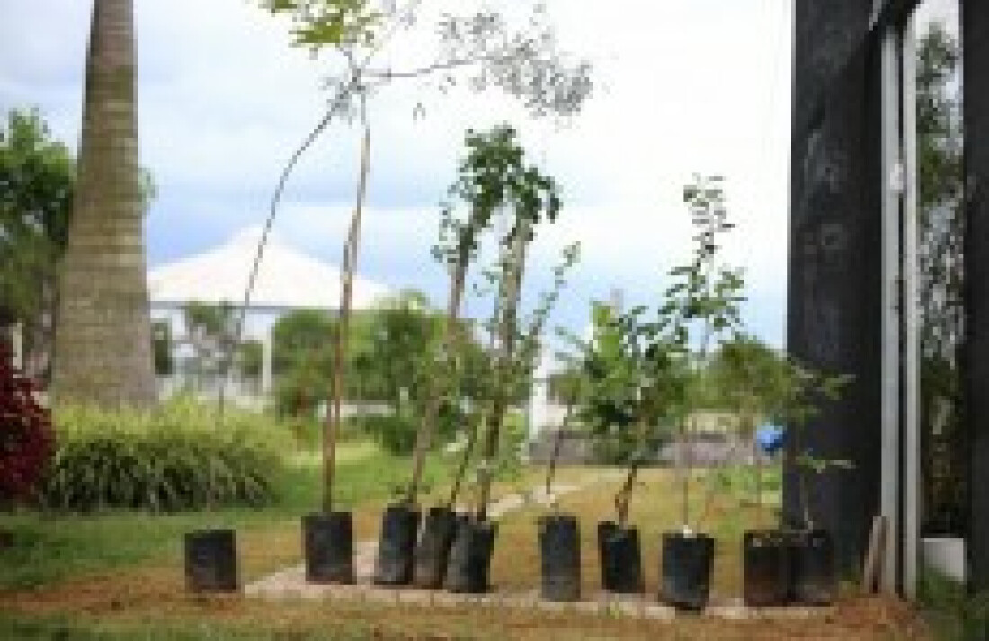 Viveiro doa mudas para Arborização Participativa