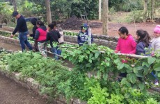 Viveiro produz composto orgânico com reciclados