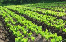 Período de chuvas ameaça acolheita de folhosas na região