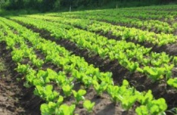 Período de chuvas ameaça acolheita de folhosas na região