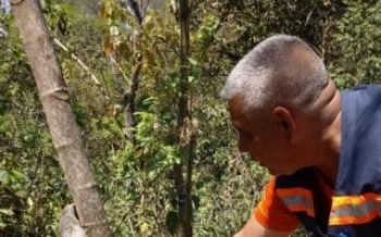 Bicho-preguiça é encontrado em Itaquá