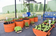 Shopping inaugura horta para doação de alimentos