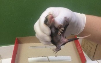 Prefeitura resgata animais silvestres