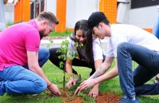 Meio Ambiente planta mudas de árvores nativas