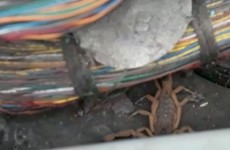 Escorpiões são encontrados em casa