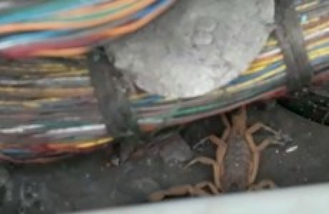 Escorpiões são encontrados em casa