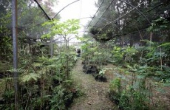 Meio Ambiente incentiva o plantio de árvores