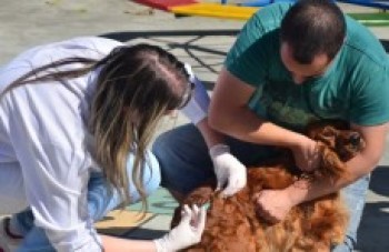 Campanha antirrábica atende hoje no Jacarandás