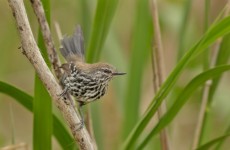 Bicudinho-do-brejo-paulista tem festival em Salesópolis