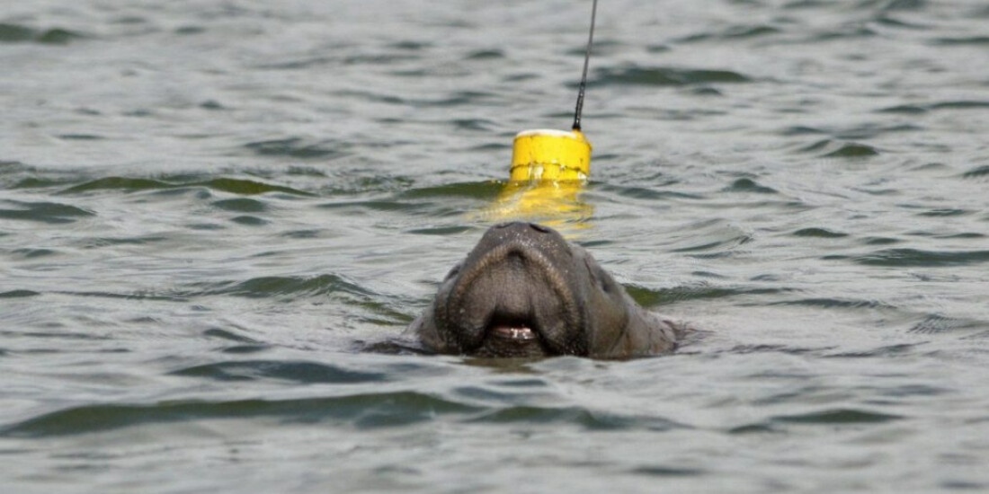 Projeto comemora nascimento de peixe-boi-marinho na Paraíba