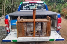 Patrulha flagra armadilhas para animais