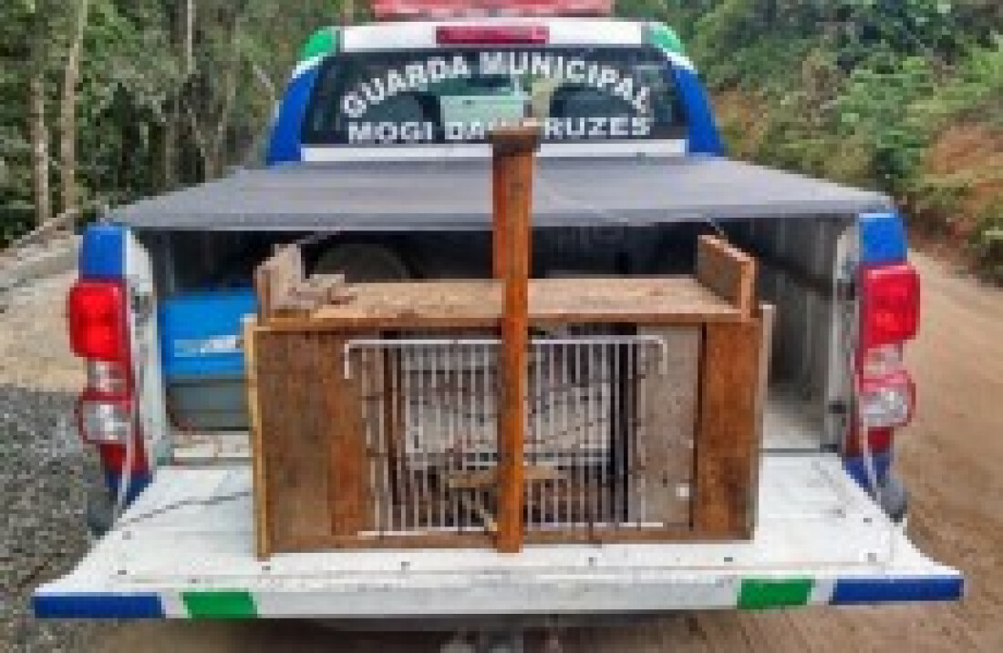Patrulha flagra armadilhas para animais