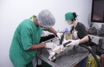 Suzano promove a castração de 650 animais durante o ano