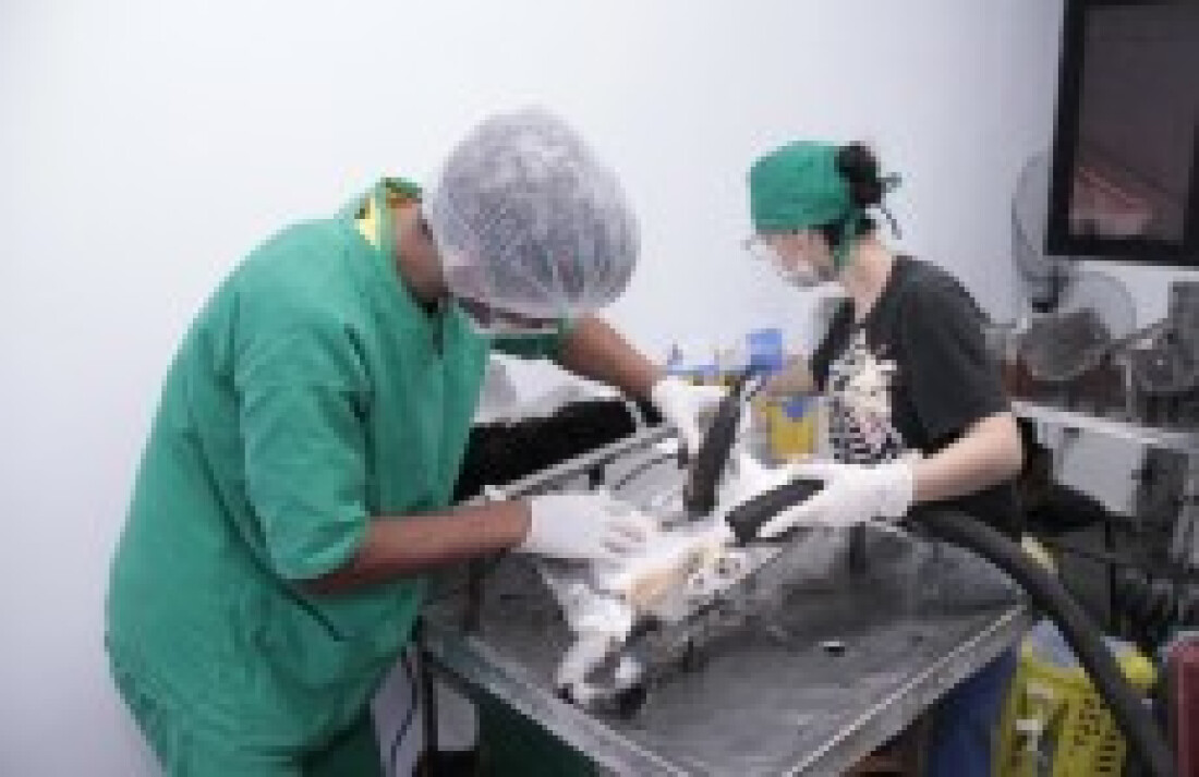 Suzano promove a castração de 650 animais durante o ano