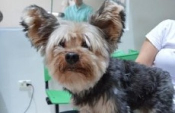 Moradores do Cocuera pedem agilidade nas ações do Pet Móvel