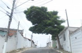 Árvore ameaça fiação elétrica no Mogi Moderno