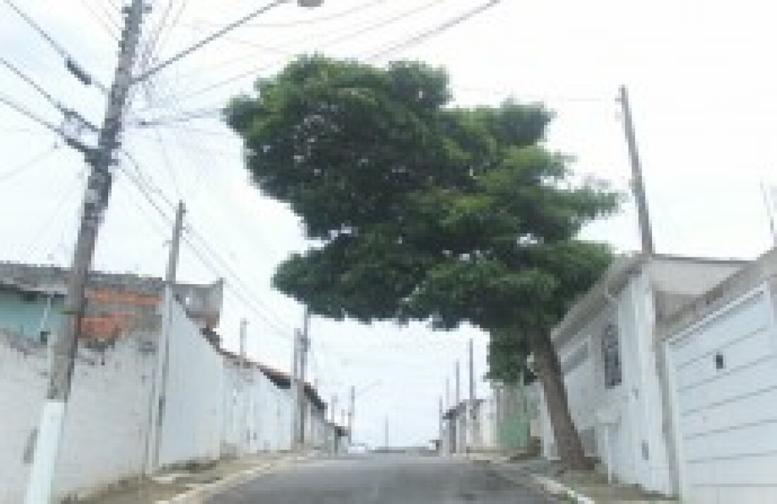 Árvore ameaça fiação elétrica no Mogi Moderno