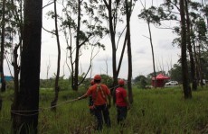 Operação da Defesa Civil detecta árvores sob risco