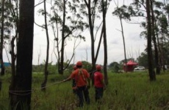 Operação da Defesa Civil detecta árvores sob risco