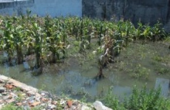 Abandono de terreno desagrada moradores