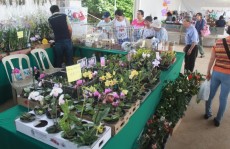 Festa Furusato Matsuri, no bairro do Cocuera, encerra hoje