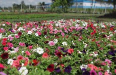 Viveiro Municipal recebe cerca de 12 mil visitantes