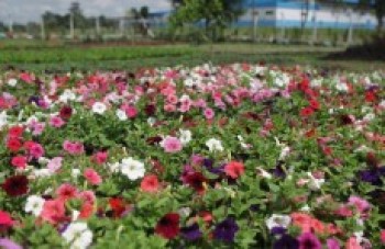 Viveiro Municipal recebe cerca de 12 mil visitantes