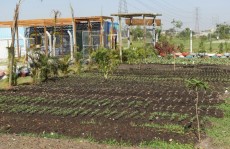 Viveiro cultiva mais de 10 mil mudas de flores para doação