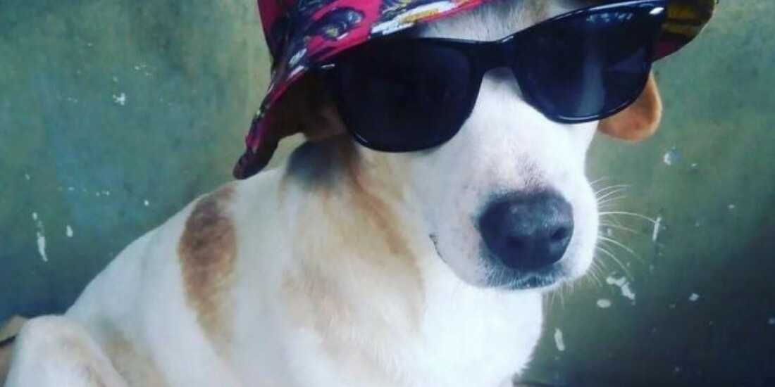 Mochileiro busca ajuda para viajar com o cão Bob