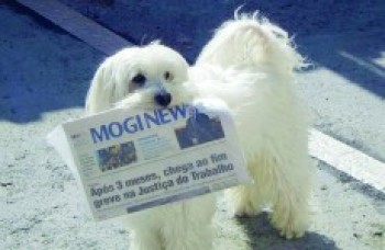 Cão Ozzy pega jornal Mogi News e o leva para os donos