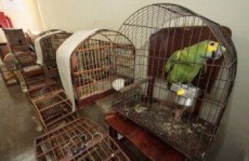18 animais silvestres são capturados por mês