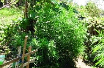 Plantação de maconha é descoberta
