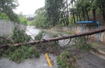 Temporal derruba duas árvores em Mogi: