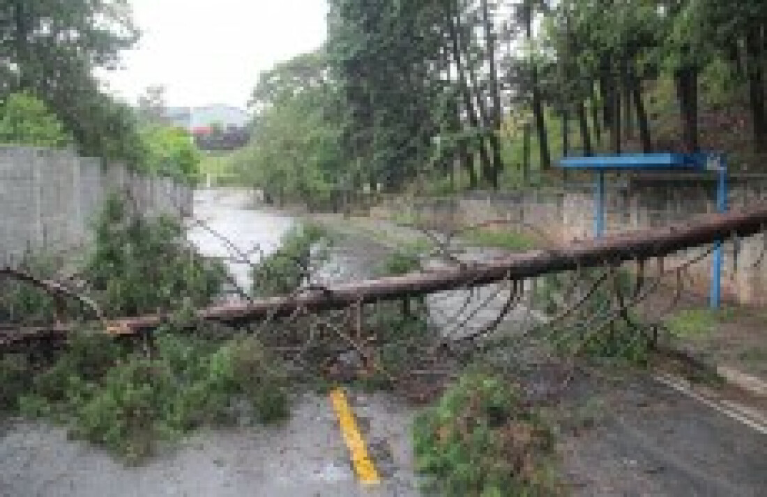 Temporal derruba duas árvores em Mogi: