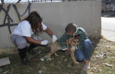 Em cinco dias, 7,4 mil animais são vacinados